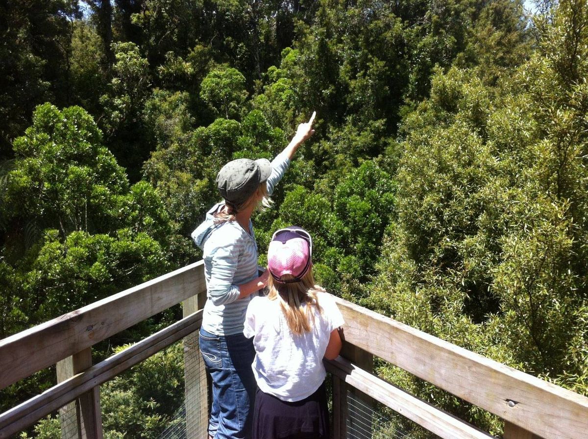 Visitors on the canopy tower looking out over the forest