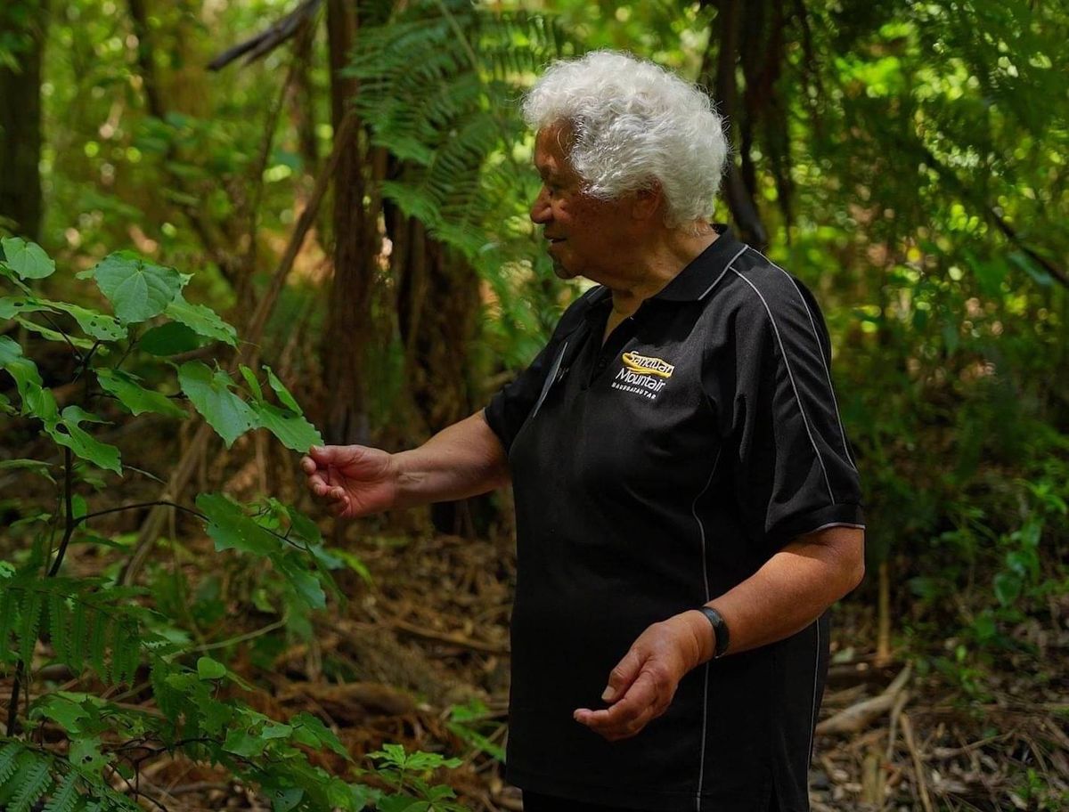A rongoā practitioner pointing out a native plant in the ngahere