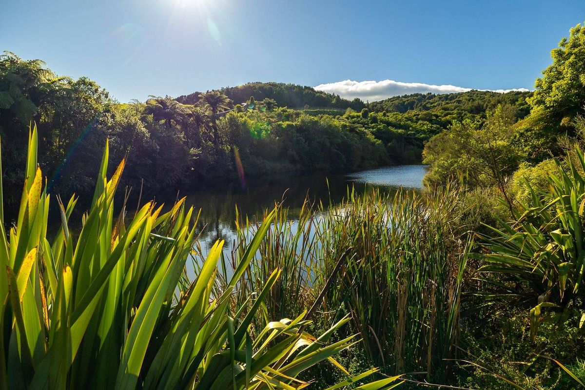 The Tautari Wetland fringed with flax on a sunny day
