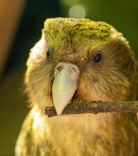 Kākāpō Taeatanga - Photo by Nathan Wakley