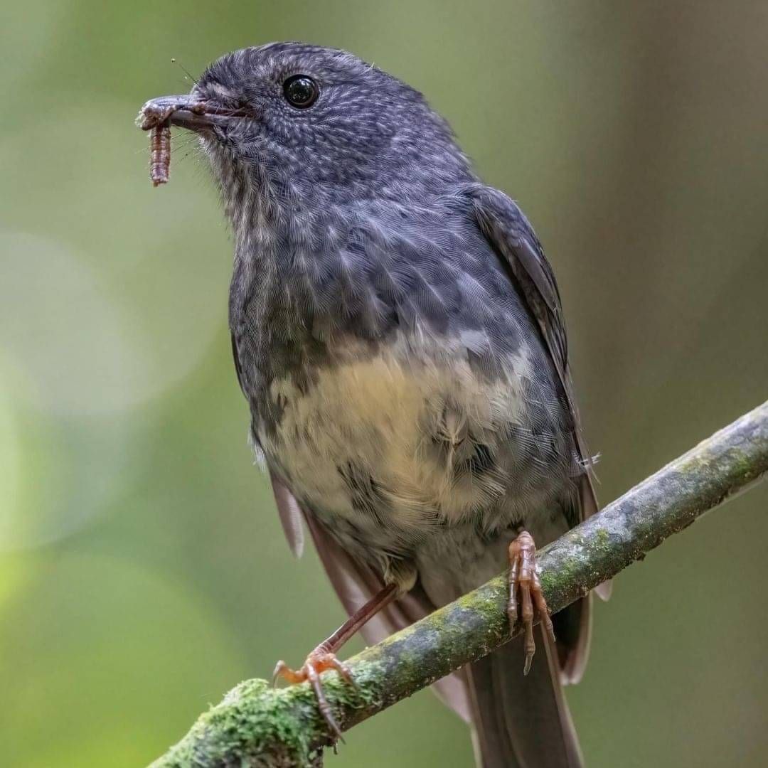 Kākāpō Taeatanga - Photo by Nathan Wakley