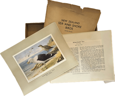 New Zealand Birds 1953 Book of Illustrative Plates