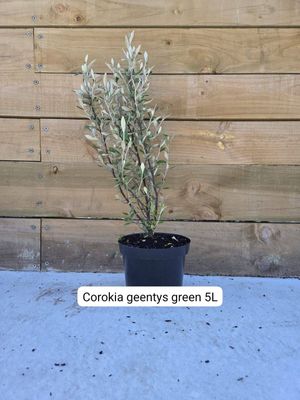Corokia &lsquo;Geentys Green&rsquo;