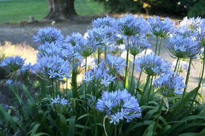 Agapanthus 'Blue Finn'