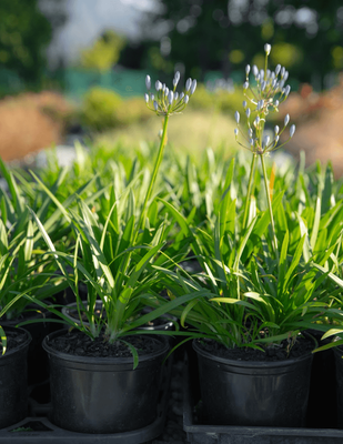 Agapanthus 'Rachel'