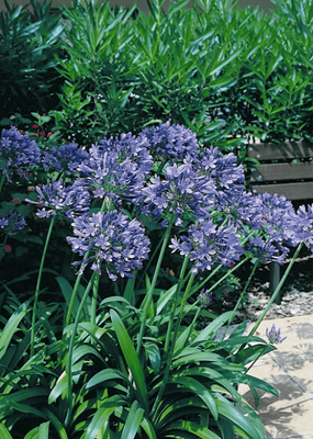 Agapanthus orientalis 'Blue'