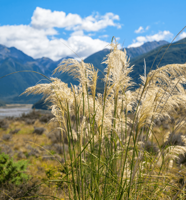 Austroderia richardii (south island toe toe)