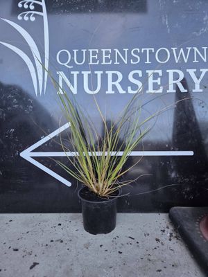Austroderia richardii (south island toe toe)