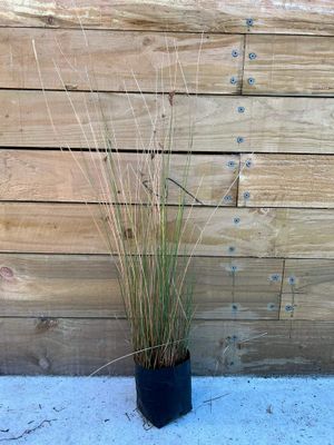 Juncus edgariae (wiwi, edgars rush)