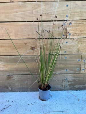 Juncus pallidus (giant rush)