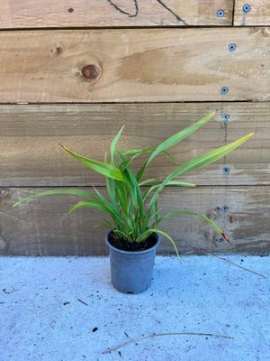 Phormium cookianum (mountain flax)