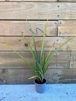 Phormium tenax (harakeke)