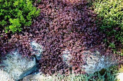 Acaena inermis purpurea (purple bidibidi)