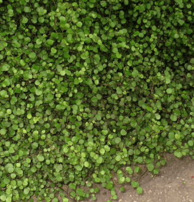 Muehlenbeckia axillaris (creeping wire vine)