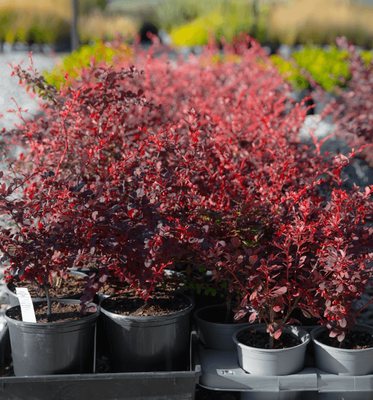 Berberis Rosy Glow