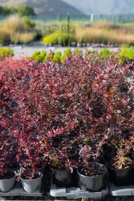 Berberis thunbergii var. atropurpurea (Japanese barberry)