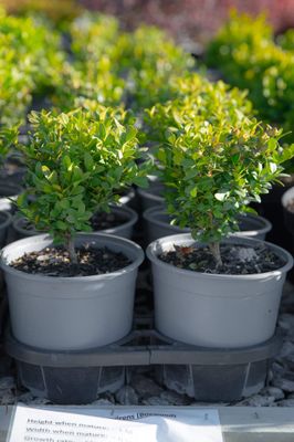 Buxus sempervirens (boxwood)