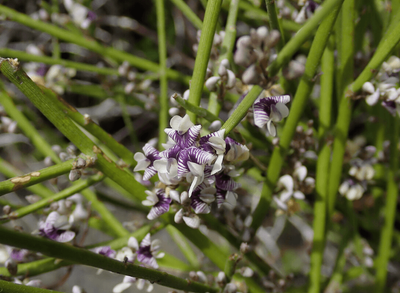 Carmichaelia australis