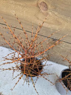 Coprosma 'Lobster'