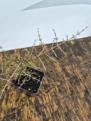 Coprosma propinqua (mingimingi)