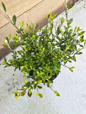 Corokia 'Emerald and Jade'