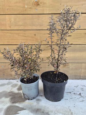 Corokia 'Frosted Chocolate'