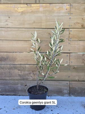 Corokia 'Geentys Giant'