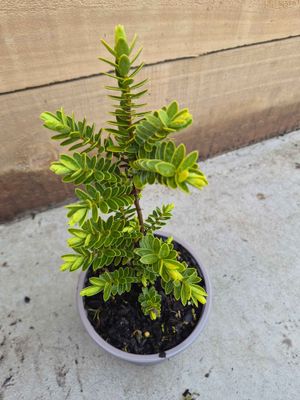 Hebe 'Wiri Mist'