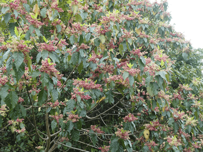 Aristotelia serrata (wineberry)