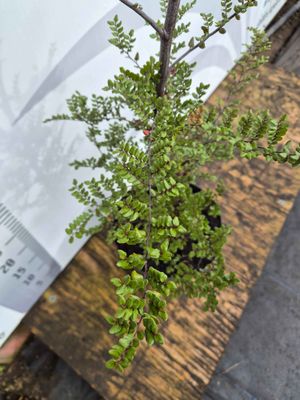Fuscospora solandri VAR Cliffortiodes (mountain beech)