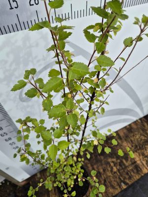 Hoheria sexstylosa (lacebark)