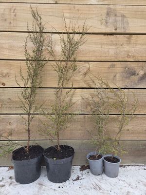 Kunzea robusta (kanuka)