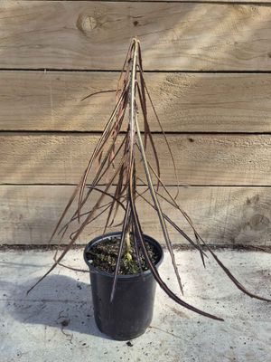 Pseudopanax crassifolius (lancewood)