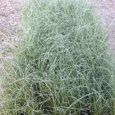 Carex albula