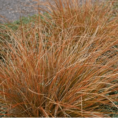 Carex buchananii (leatherleaf sedge)