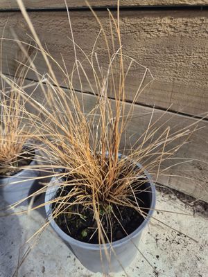 Carex buchananii (leatherleaf sedge)