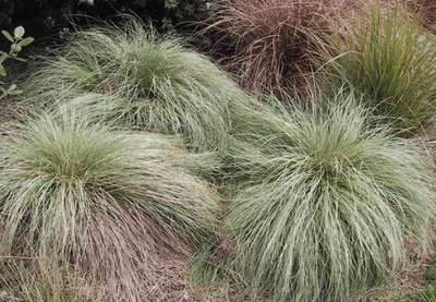 Carex comans 'Green'