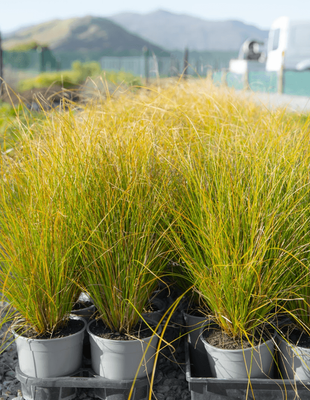 Carex dispacea