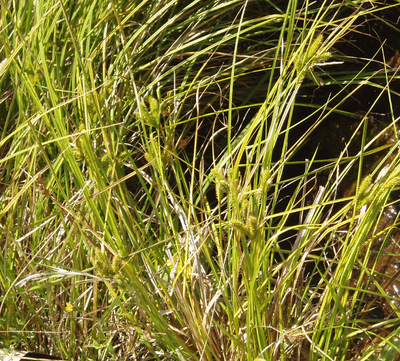 Carex maorica
