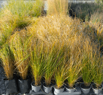 Carex secta (swamp sedge)