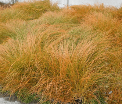 Carex testacea (speckled sedge)