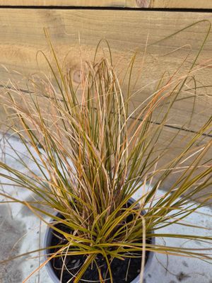 Carex testacea (speckled sedge)