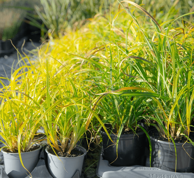 Carex trifida (mutton bird sedge)