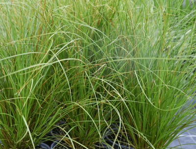 Carex virgata (swamp sedge)