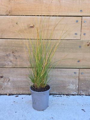 Carex virgata (swamp sedge)
