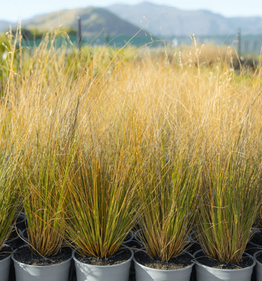 Chionochloa rubra (red tussock)