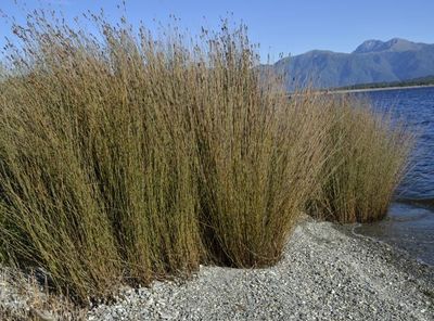 Apodasmia similis