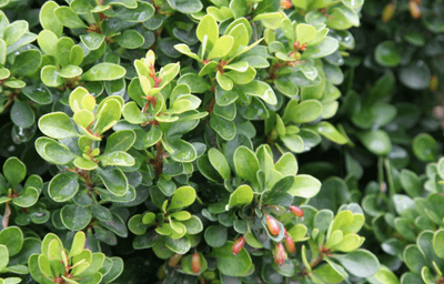 Berberis &lsquo;Kobold&rsquo;