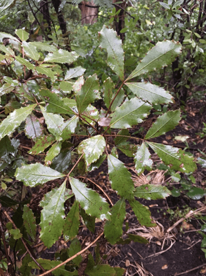 Pseudpanax discolor
