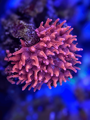 Speckled Bubbletip Anenome